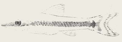 Otocinclus caxarari